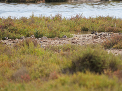 Calidris minuta