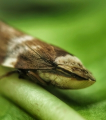 Ptyelinellus praefractus