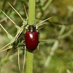 Agrosteomela indica