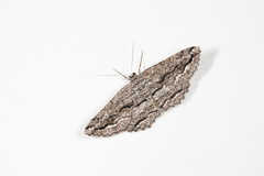 Scioglyptis canescaria