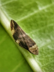 Ptyelinellus praefractus