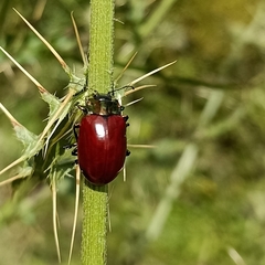 Agrosteomela indica