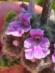 Pseudodictamnus africanus