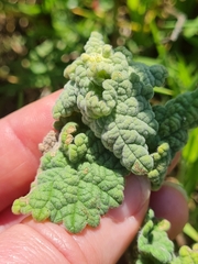 Pseudodictamnus africanus