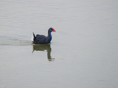 Porphyrio porphyrio