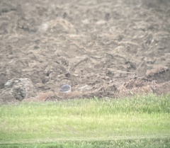 Calidris subruficollis