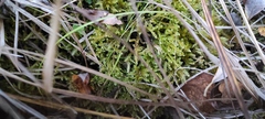 Ctenidium molluscum