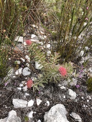 Leucospermum calligerum