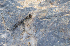 Argia oenea