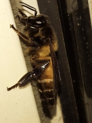 Apis dorsata