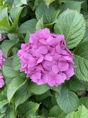 Hydrangea