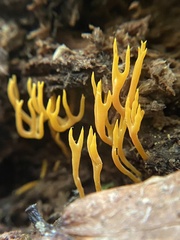Ramariopsis crocea