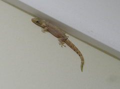 Lepidodactylus lugubris