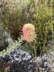 Leucospermum calligerum