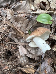 Russula decolorans