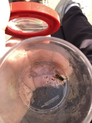 Vespula vulgaris