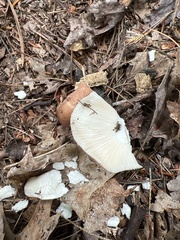 Russula decolorans