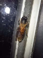 Apis dorsata