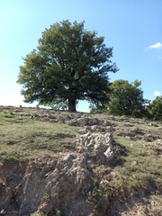 Quercus pubescens