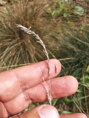 Festuca pallens