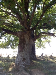 Quercus pubescens