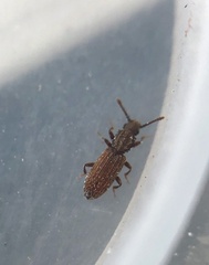 Oryzaephilus surinamensis