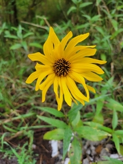 Helianthus pauciflorus