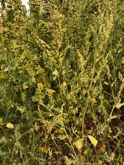 Atriplex micrantha