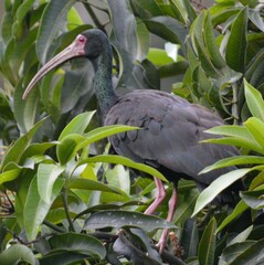 Phimosus infuscatus berlepschi