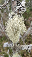 Usnea