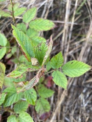 Rubus pensilvanicus