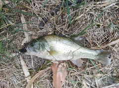 Micropterus salmoides