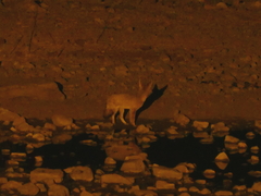 Vulpes chama