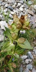 Gentiana punctata