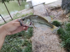 Micropterus salmoides