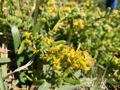 Tetragonia
