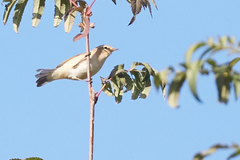 Phylloscopus trochilus
