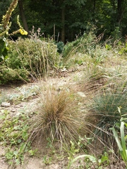 Festuca pallens