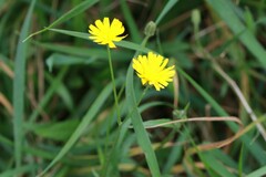 Crepis capillaris