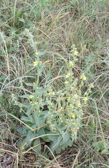 Verbascum lychnitis