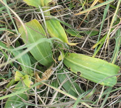 Gentiana cruciata