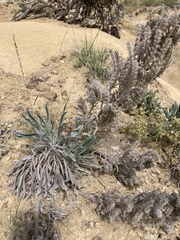 Oreocarya thyrsiflora