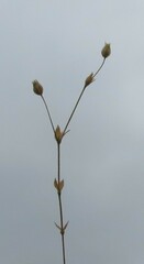 Arenaria serpyllifolia