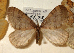 Operophtera