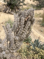 Oreocarya thyrsiflora