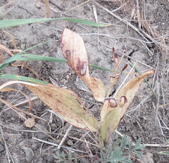Polygonatum odoratum