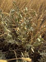 Atriplex gardneri