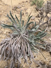 Oreocarya thyrsiflora