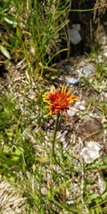 Crepis aurea