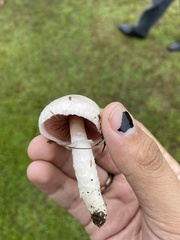 Agaricus campestris